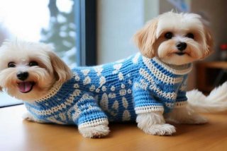 宠物衣服钩织教程（宠物衣服钩织教程视频）