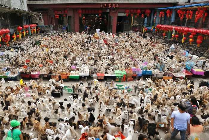 成都宠物市场最大的是哪一个、成都宠物市场最大的是哪一个市场