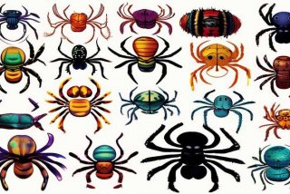 宠物蜘蛛图片大全；宠物蜘蛛图片大全简笔画