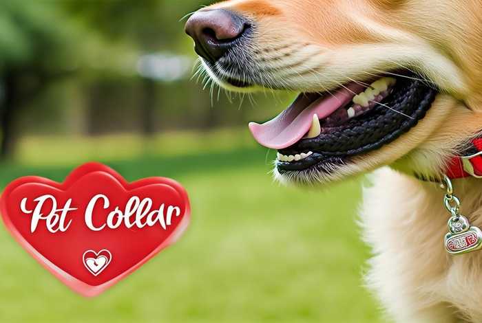 宠物项圈英文，宠物项圈的英文