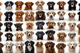 宠物狗的品种及价格图片大全 受欢迎 - 宠物狗品种大全及图片和名字和价格