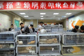 包头宠物托运公司、包头宠物托运公司哪家好