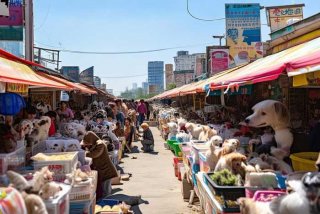 武汉宠物市场哪个最大，武汉宠物市场哪个最大最便宜