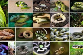 宠物蛇种类有多少种（宠物蛇种类有多少种图片）