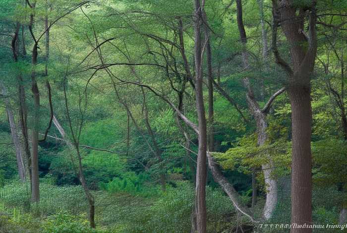 青岛一小区全面禁养宠物升级（青岛一小区全面禁养宠物3）