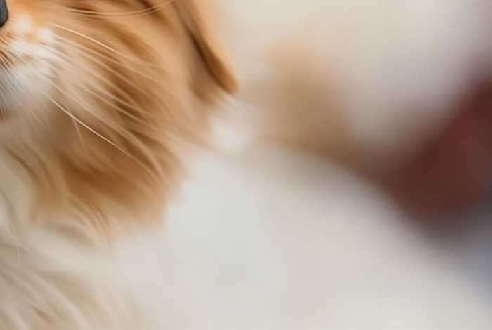 宠物照片生成壁纸、宠物照片生成壁纸app