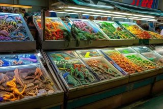 宠物蜥蜴批发一手货源在哪；临沂宠物蜥蜴批发一手货源在哪