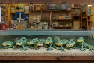 宠物鳄鱼10钱一只；宠物鳄鱼专卖店宠物鳄鱼10钱一只