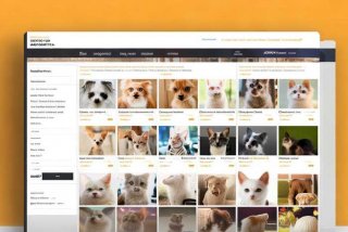 宠物领养网站源码；宠物领养网站源码是什么