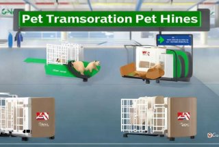 海南航空宠物托运流程（海南航空宠物托运流程视频）