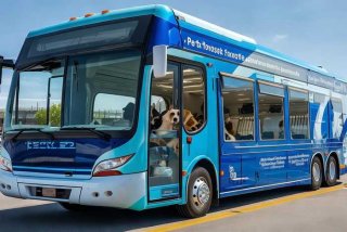 宠物托运流程大巴，宠物托运流程大巴多少钱