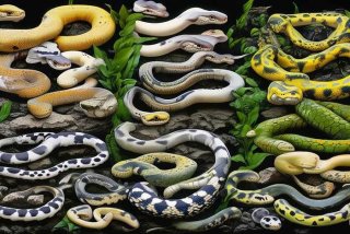 宠物蛇种类大全 - 宠物蛇种类大全图片