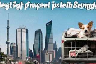 北京宠物托运到上海（北京宠物托运到上海多少钱）