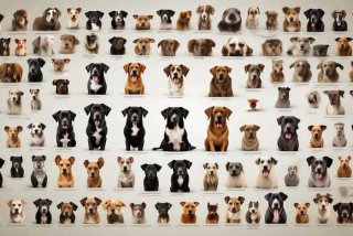 所有宠物狗的品种图片大全，所有宠物狗的品种图片大全及名称