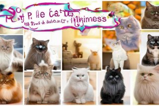 宠物猫有什么品种 宠物猫有什么品种,猫名字