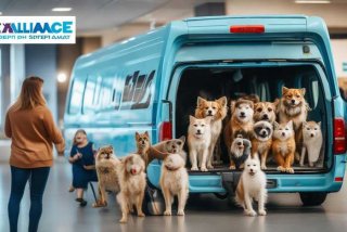 宠物联盟宠物托运、宠物联盟宠物托运多少钱