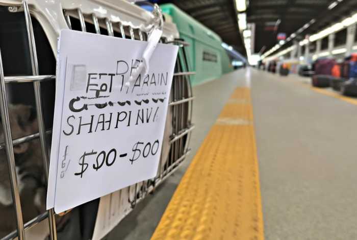 宠物托运需要多少钱火车；宠物托运火车大概要多少钱