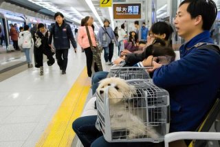 地铁可以带宠物吗（青岛地铁可以带宠物吗）