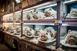 宠物雪貂多少钱一只在哪里购买；宠物雪貂多少钱一只在哪里购买的