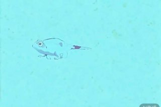 宠物狗宠物狗小铁子、小铁宠物训练学校