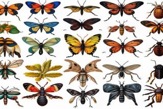 宠物虫品种大全 - 宠物虫品种大全图片