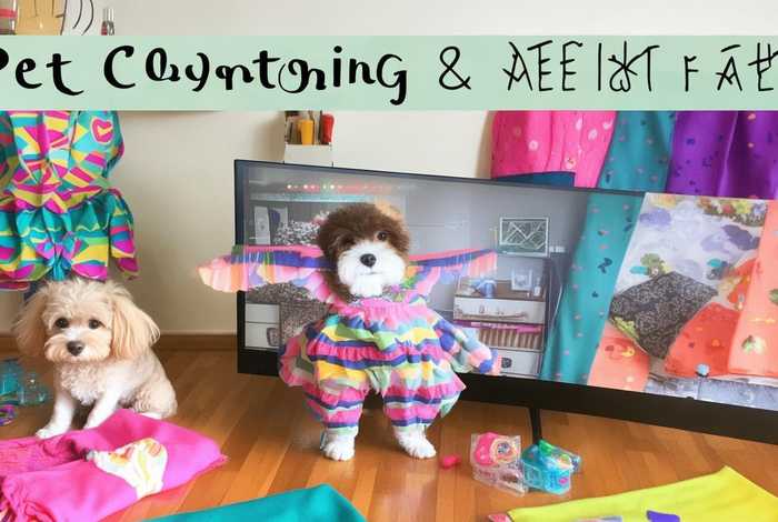 宠物服装制作教程 - 宠物服装制作教程视频