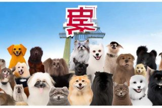 齐欣宠物美容学校，齐欣宠物美容学校招聘