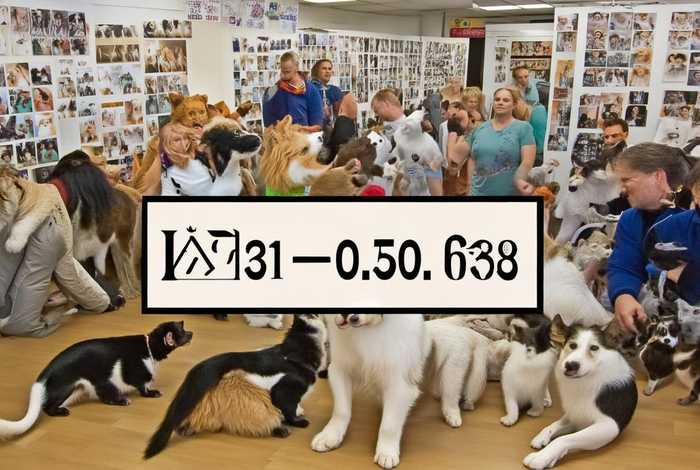 宠物救助组织 - 宠物救助组织电话