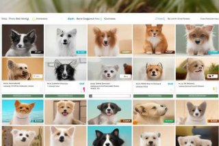 宠物网站编程（宠物网站编程怎么做）