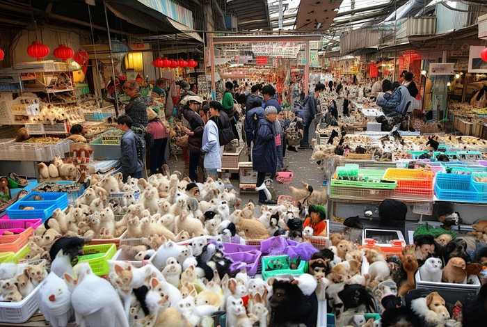 重庆宠物市场吗、重庆大型的宠物市场