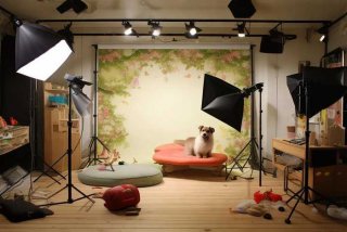 宠物写真馆需要什么设备（宠物写真馆需要什么设备才能开）