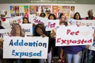 宠物领养套路揭秘，宠物领养套路揭秘视频