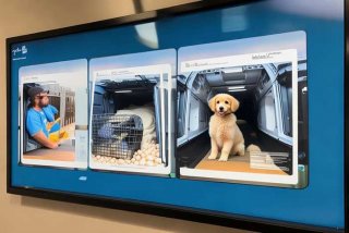 宠物托运流程视频 - 宠物托运流程视频教程