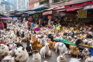 重庆宠物市场赶场 - 重庆宠物市场赶场视频