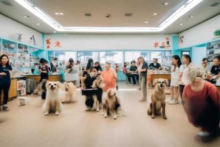 宠物美容培训学校 山东 - 宠物美容培训学校 山东有几家