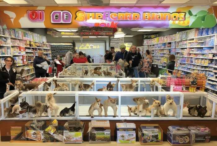 宠物店加盟品牌，宠物店加盟品牌排行榜前十名