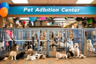 宠物领养平台有哪些；宠物领养机构哪里有