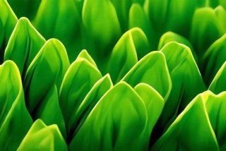 蜥蜴宠物鬃狮蜥需要喝水吗，蜥蜴宠物鬃狮蜥需要喝水吗视频