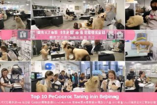 北京宠物美容培训排行（北京宠物美容培训排行榜前十名）