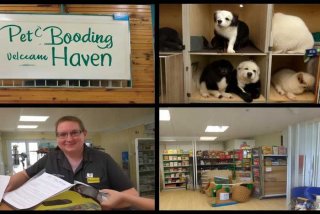 宠物寄养店怎么开（宠物寄养店怎么开发票）