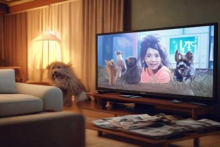 宠物情人日剧电视剧在哪看；宠物情人日剧电视剧在哪看啊