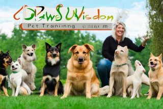 宠物培训学校名字 宠物培训学校名字叫什么