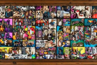 宠物用品图片，宠物用品图片100张