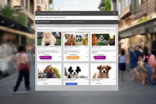 宠物狗网上如何转卖，宠物狗网上如何转卖呢