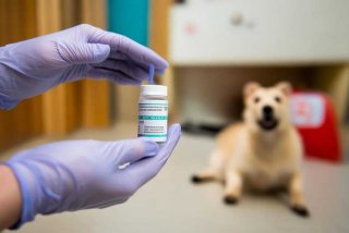 宠物驱虫药弄到手怎么办 宠物驱虫药滴到人身上怎么办