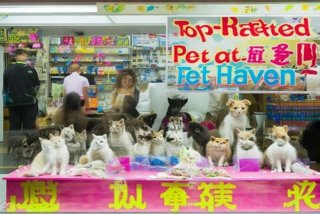 武汉宠物店大全、武汉最有名的宠物店