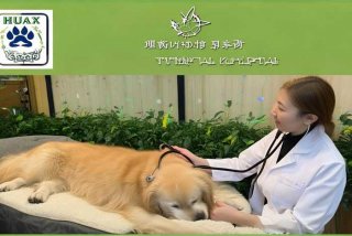 成都华西宠物医院 成都华西宠物医院官网