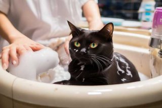 武汉宠物店给猫洗澡多少钱、武汉宠物店给猫洗澡多少钱一次