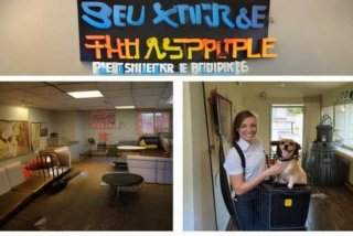 宠物托运哪家好 - 宠物托运哪家好又便宜