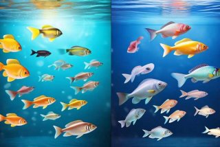 宠物鱼油和卵磷脂的区别（宠物鱼油和卵磷脂的区别和功效）